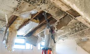 Best Asbestos and Lead Testing During Mold Inspection  in USA